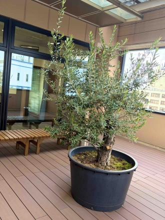 オリーブの木がすくすく育っています♫